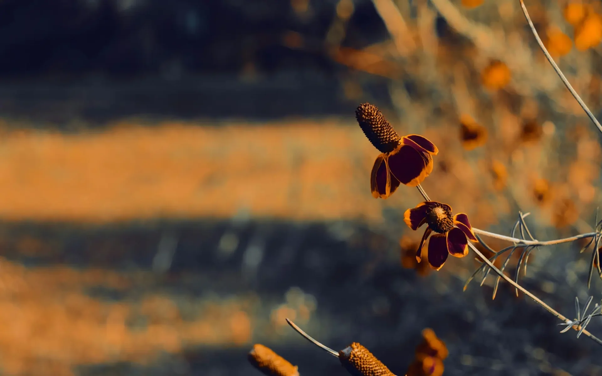 Fall flowers in Rogers, Arkansas.
