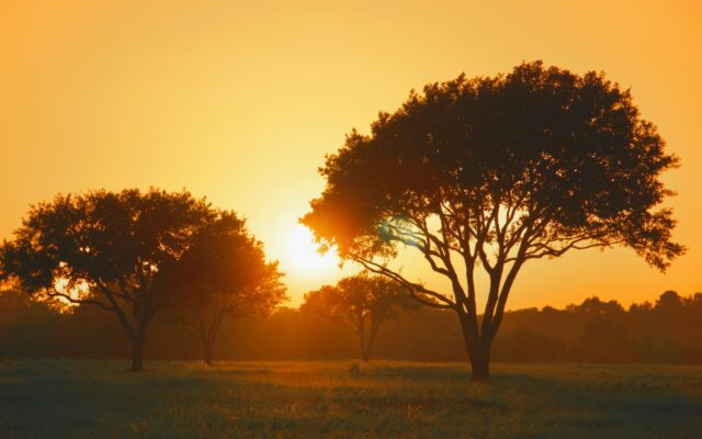 Golden light illuminates two trees at sunset in Tomball, Texas.